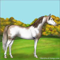 Horse Color:Liver Chestnut Pearl Splash Frame Rabicano 