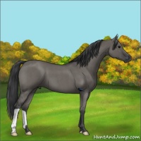 Horse Color:Grullo Roan 