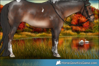 Horse Color:White Spotted Liver Chestnut Tobiano Rabicano 