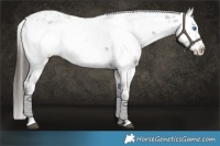 Horse Color:Liver Chestnut Frame 