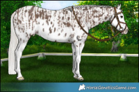 Horse Color:Silver Black Splash  and Silver Black Splash Near Leopard 