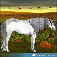 Horse Color:White Spotted Brown Frame 