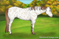 Horse Color:Red Dun Appaloosa 