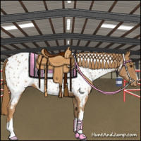 Horse Color:Chestnut Appaloosa 