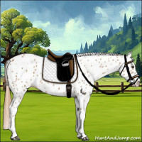Horse Color:Chestnut Appaloosa 
