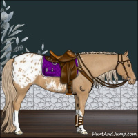 Horse Color:Chestnut Appaloosa 