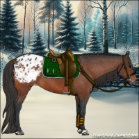 Horse Color:Bay Appaloosa