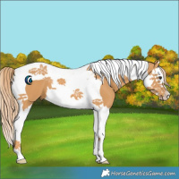 Horse Color:Chestnut Splash Tobiano 