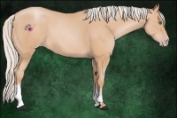 Horse Color:Silver Classic Champagne
