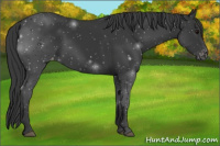 Horse Color:Black Appaloosa Rabicano 