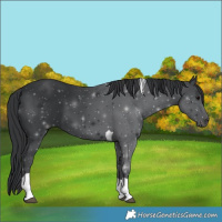 Horse Color:Black Tobiano 