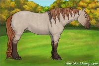 Horse Color:Liver Red Dun Roan 