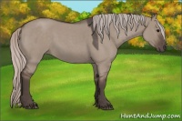 Horse Color:Silver Grullo Roan Rabicano 