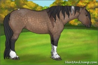 Horse Color:Brown Dun Tobiano 