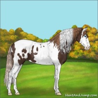 Horse Color:Liver Chestnut Splash Tobiano Appaloosa 