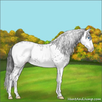 Horse Color:Liver Chestnut Frame