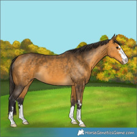 Horse Color:Buckskin 