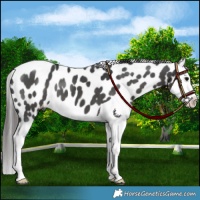 Horse Color:Black Splash Leopard