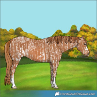 Horse Color:Chestnut Sabino Rabicano  and Chestnut 