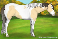 Horse Color:Buckskin Dun Splash Tobiano 