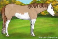 Horse Color:Red Dun Splash 