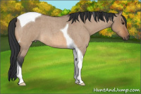 Horse Color:Bay Roan Dun Tobiano 