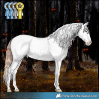 Horse Color:Amber Champagne Dun Appaloosa 