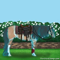 Horse Color:Thunderstruck Bay Dun