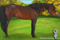 Horse Color:Brown 