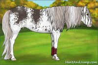 Horse Color:White Spotted Silver Black Splash 