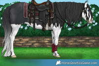 Horse Color:Black Splash