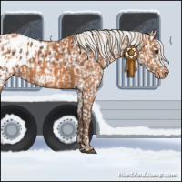 Horse Color:Silver Bay Appaloosa  and Chestnut Appaloosa 