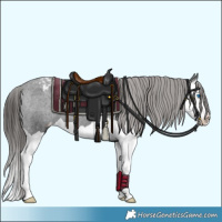 Horse Color:Black Splash Appaloosa 