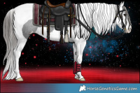 Horse Color:Black Splash Tobiano Appaloosa 