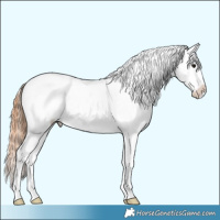 Horse Color:Black Splash Tobiano Appaloosa 