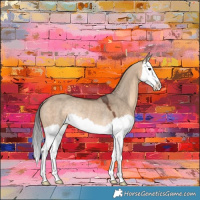 Horse Color:Brown Dun Splash Rabicano 