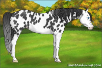 Horse Color:Blue Roan Splash Leopard 