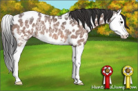 Horse Color:Bay Ice Splash Appaloosa Rabicano 