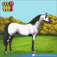 Horse Color:Black Appaloosa