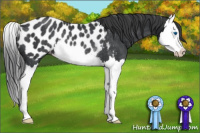 Horse Color:Black Splash Appaloosa Rabicano 