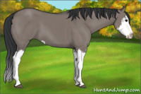Horse Color:Grullo Sabino Splash  and Grullo Sabino Splash 