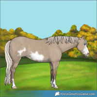 Horse Color:Silver Grullo Frame
