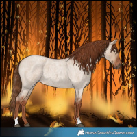 Horse Color:Red Dun Roan 