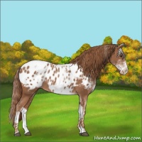 Horse Color:White Spotted Chestnut Sabino Appaloosa