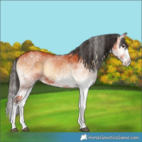 Horse Color:White Spotted Bay Onyx Splash 