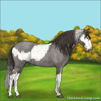 Horse Color:Palomino Appaloosa  and Smoky Blue Roan Splash 