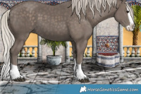 Horse Color:Silver Black Splash 