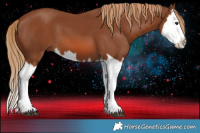 Horse Color:Chestnut Splash 