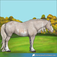 Horse Color:Chocolate Palomino Sabino Varnish 