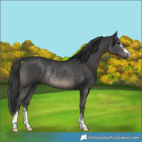 Horse Color:Black Rabicano 